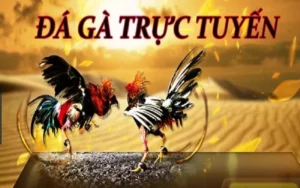Hướng Dẫn Chơi Đá Gà Sabong Tại BK8 Chỉ Trong Vài Bước